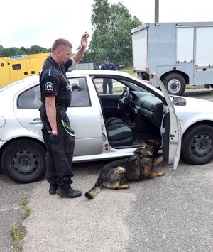 Policjant z psem służbowym w trakcie przeszukiwania auta.
