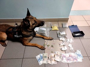 Nel, policyjny pies waruje przy zabezpieczonych środkach odurzających.