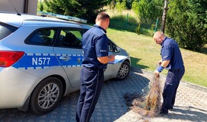 Policjanci prowadzą oględziny zabezpieczonej siatki. W pobliżu stoi radiowóz policyjny.