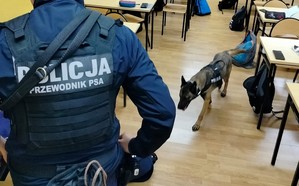 Przewodnik psa wyspecjalizowanego w poszukiwaniu narkotyków wraz ze swoim psem w sali lekcyjnej.