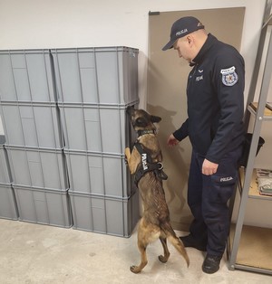 Zdjęcie w pomieszczeniu. Pies węszy za markerem narkotyku. Po prawej stronie stoi jego przewodnik.