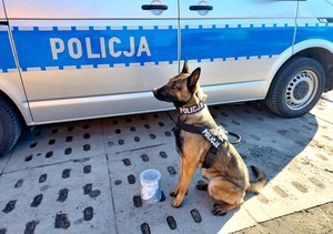 Policyjny pies siedzi przy zabezpieczonym pojemniku z narkotykami. W tle radiowóz policyjny z napisem na boku o treści Policja.