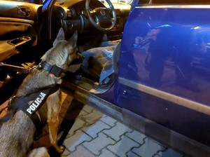 Pies Nel wącha wnętrze otwartego volkswagena.