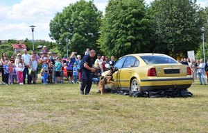 Policjant z psem do poszukiwania zapachu narkotyków przeszukuje zaparkowane auto.