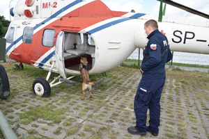 Ćwiczenia psów służbowych