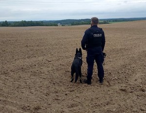 Przewodnik z psem tropiącym rozgląda się na przeszukiwanym terenie.