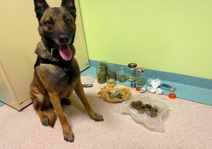 Nel, policyjny pies oraz zabezpieczone środki odurzające.