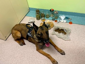 Nel, policyjny pies oraz zabezpieczone środki odurzające.