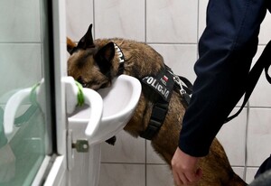 Przewodnik z psem w trakcie ćwiczeń.