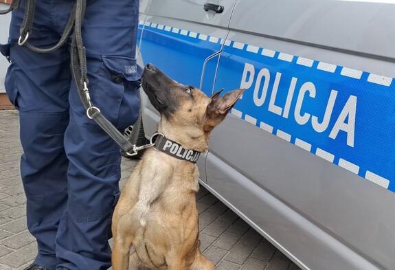 Policjant stoi ze swoim psem służbowym przy radiowozie. Widoczny biały napis policja umieszczony na lewym boku radiowozu.